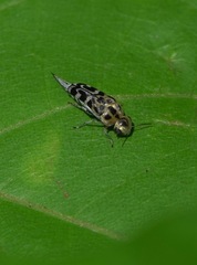 Glipa malaccana