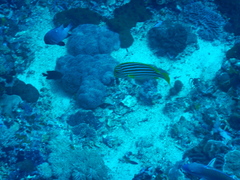 Plectorhinchus polytaenia