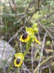 Ophrys lutea phryganae