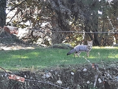 Lycalopex griseus