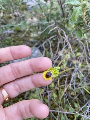 Ophrys lutea phryganae
