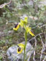 Ophrys lutea phryganae