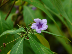 Strobilanthes integrifolius