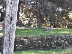 Lycalopex griseus