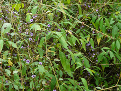 Strobilanthes integrifolius