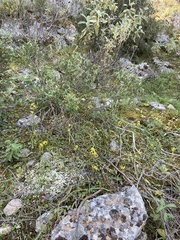 Ophrys lutea phryganae