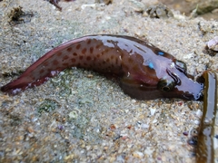 Lepadogaster purpurea