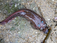 Lepadogaster purpurea