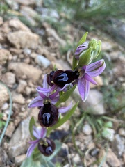 Ophrys ferrum-equinum