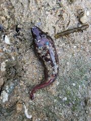 Lepadogaster purpurea