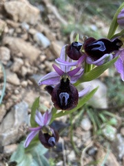 Ophrys ferrum-equinum