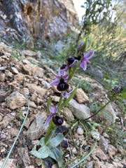 Ophrys ferrum-equinum