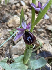 Ophrys ferrum-equinum