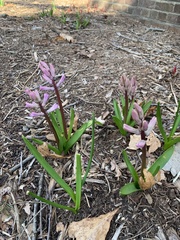 Hyacinthus