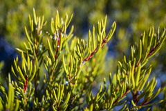 Orites acicularis