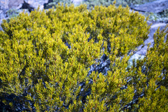 Orites acicularis