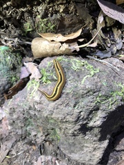 Australopacifica regina