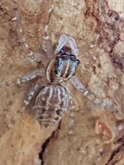 Adoxotoma nodosa