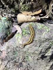 Australopacifica regina