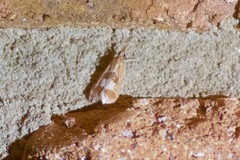 Syntonarcha vulnerata