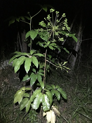 Mackinlaya macrosciadea