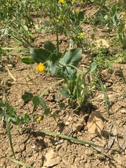 Coronilla scorpioides image