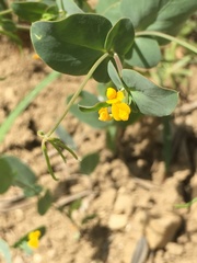 Coronilla scorpioides image