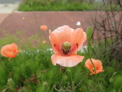 Papaver dubium
