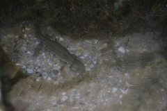 Lissotriton schmidtleri