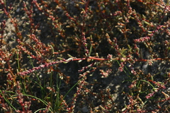 Suaeda pannonica