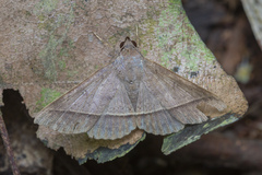 Hypospila bolinoides