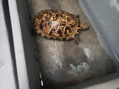 Trachemys scripta elegans