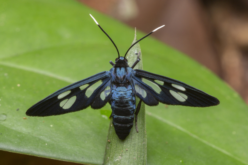 Trichaetoides chloroleuca