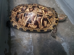 Trachemys scripta elegans