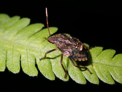 Polycarmes punctatissimus