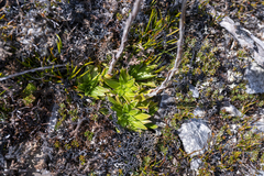 Xerochrysum milliganii