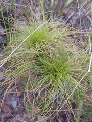 Bulbostylis paradoxa