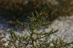 Suaeda pannonica