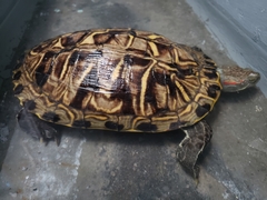 Trachemys scripta elegans