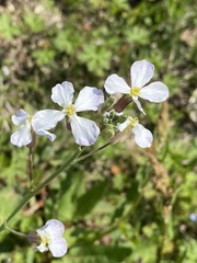Raphanus sativus raphanistroides
