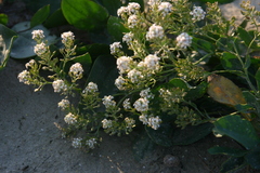 Lepidium cartilagineum