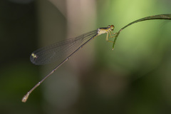 Pericnemis stictica