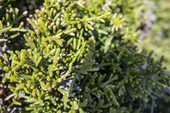 Microcachrys tetragona