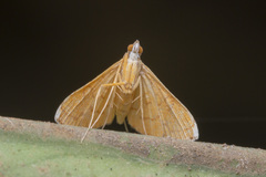 Mabra nigriscripta