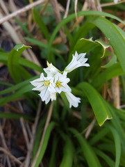 Allium triquetrum