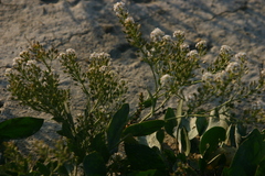 Lepidium cartilagineum