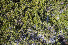 Microcachrys tetragona