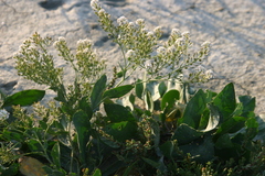 Lepidium cartilagineum