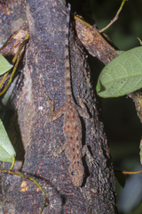 Cnemaspis peninsularis