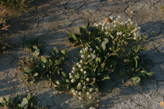 Lepidium cartilagineum